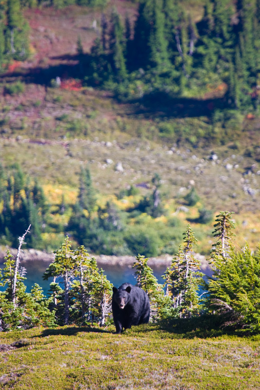 Black Bear In Alpine Meadow